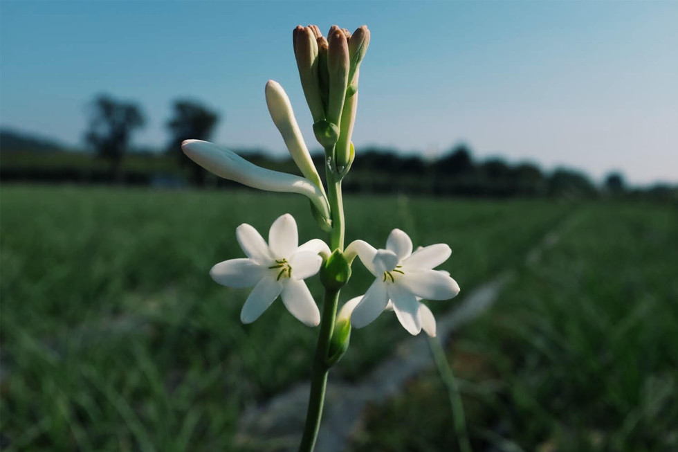 Take a virtual tour of the Chanel flower fields in Grasse, France